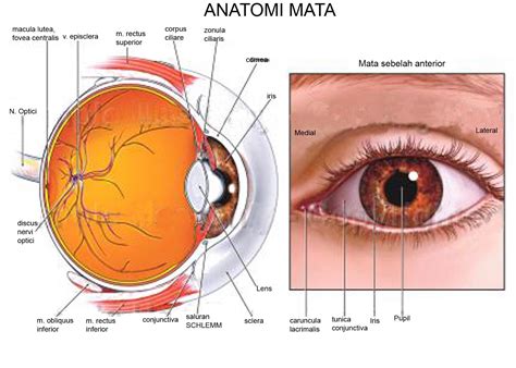 Detail Gambar Otot Siliaris Pada Mata Koleksi Nomer 15