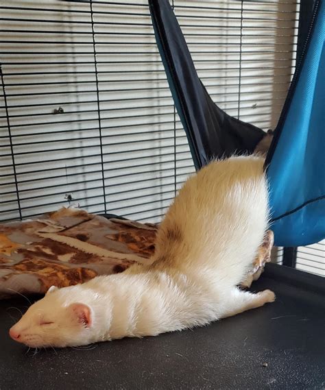 A comfortable sleeping position : r/ferrets