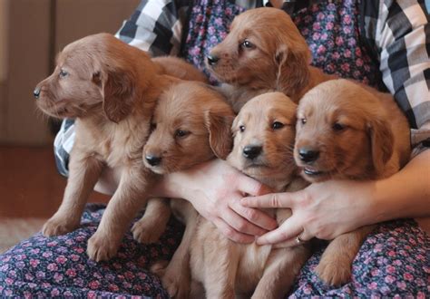 Golden Retriever Puppy Photo Gallery - Golden Retriever Puppies for Sale