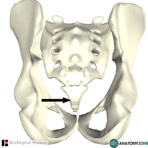 Coccyx - AnatomyZone