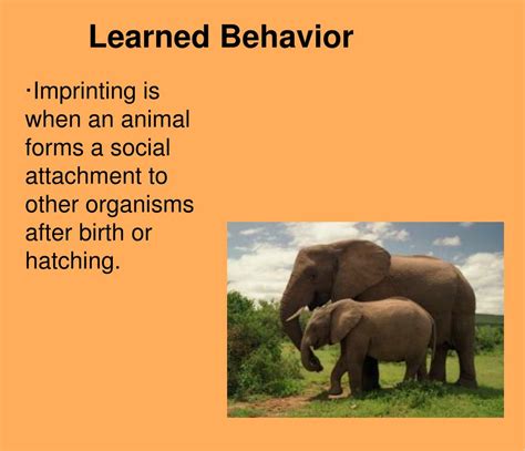 PPT - Animal Behavior PowerPoint Presentation, free download - ID:2805122