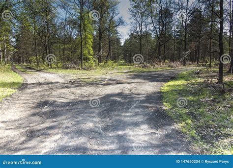 Choice of Direction on a Forest Road Stock Photo - Image of nature ...