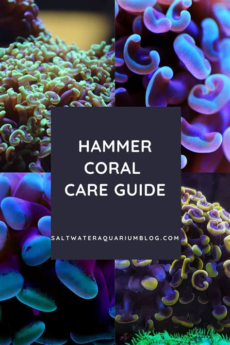 Hammer coral care: placement & feeding of Euphyllia ancora | Coral ...