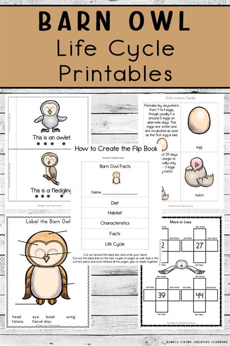 Barn Owl Life Cycle Printables - Simple Living. Creative Learning