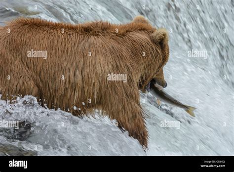 Grizzly bear catching salmon at the top of a waterfall, Brook Falls, Alaska Stock Photo - Alamy