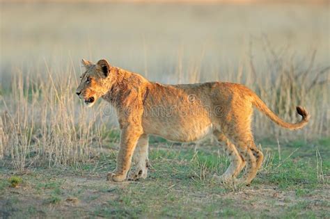 African Lion Cub - Kalahari Desert Stock Image - Image of nature ...