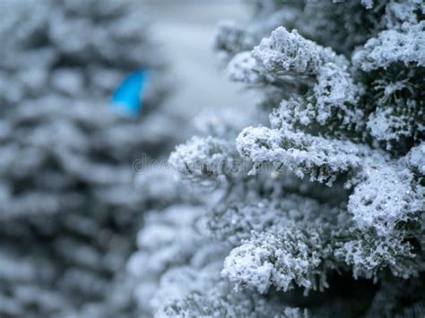 Close Up of Christmas Tree Covered in White Flocking Spray and Powder ...