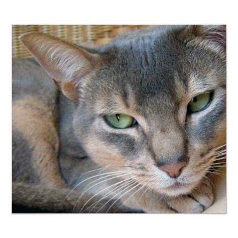 17 Best images about Abyssinian #Cats on Pinterest | Cats, Hunters and For cats