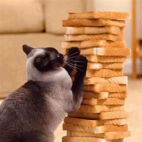 Making That Bread GIF - Bread Cats FunnyAnimal - Discover & Share GIFs