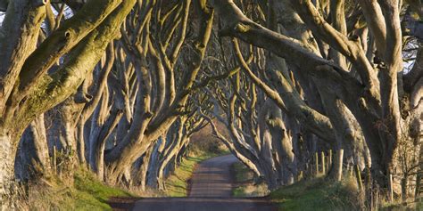 The Dark Hedges in Northern Ireland [1920x1080] : r/wallpaper