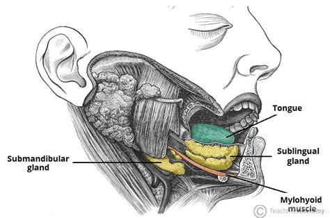 The Oral Cavity - Divisions - Innervation - TeachMeAnatomy