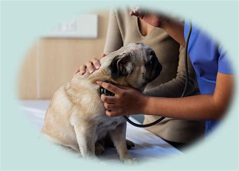 Pet Care Services In Delhi And Faridabad - Alaknanda Pet Clinic