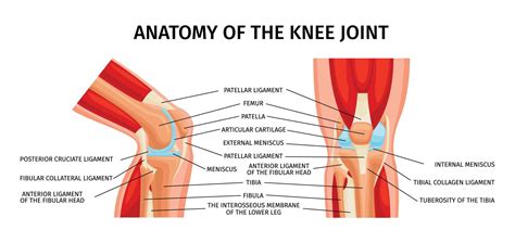 Knee Joint Anatomy Infographics 21855648 Vector Art at Vecteezy