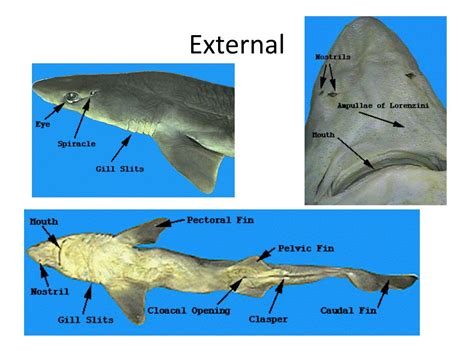 Shark Dissection Diagram