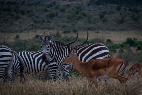 Masai Mara National Park Part 1 | The Road Chose Me