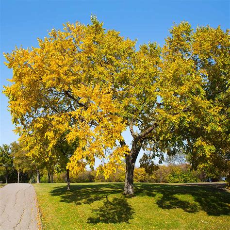 American Elm Trees for Sale – FastGrowingTrees.com