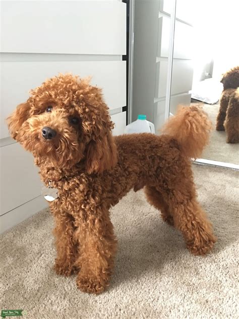 RED miniature poodle - Stud Dog in florida, the United States | Breed Your Dog