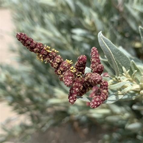 Plant – Coast Saltbush – Barwon Bluff