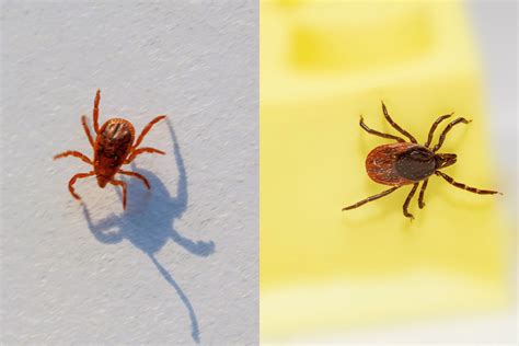 Ticks Vs. Chiggers: Do You Know the Difference?