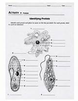 Kingdom Protista Worksheet sketch template