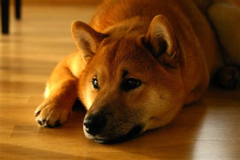 Shiba Inu Grooming: Bathing, Shedding, And Why They Don't Need Trims