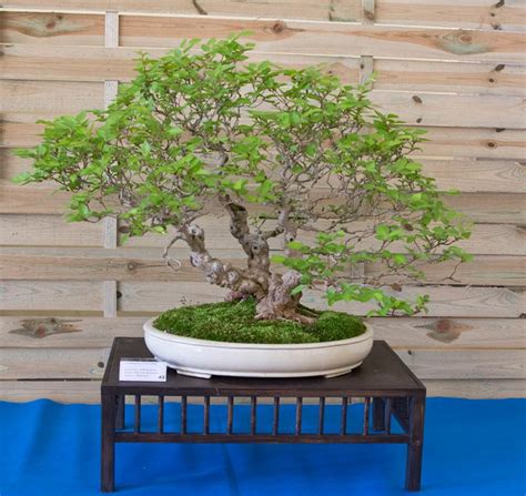 Bonsai Photo of the Day 4-29-2019 – Bonsai Jack