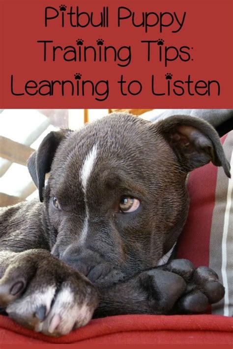 Pitbull Puppy Training Tips: Learning to Listen Crate Training Puppy, Puppy Training Tips, Dog ...