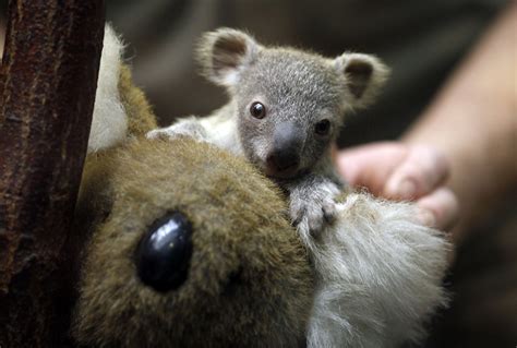 Baby Koala