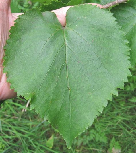 Mulberries - Tree Guide UK - Mulberry tree identification