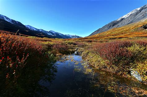 Fascinating Taiga Biome: Taiga Animals and Plants