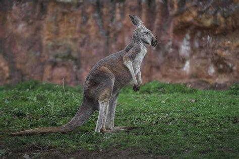 Red kangaroo on grass 2407759 Stock Photo at Vecteezy