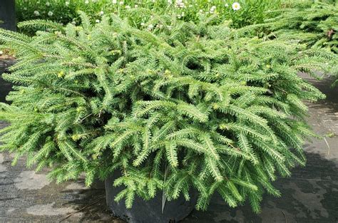 Spruce, Bird's Nest - Birchfield Nurseries