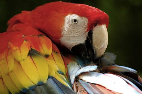 Plumaje del guacamayo :: Imágenes y fotos