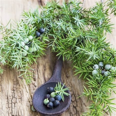 10 COMMON JUNIPER Juniperus Communis SEEDS Yard, Garden & Outdoor Living DE7757717