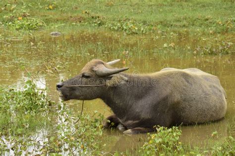 Buffalo, Water Bubalus Bubalis Stock Photo - Image of biology, bovine ...