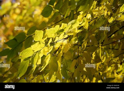 Birch leaves in autumn Stock Photo - Alamy