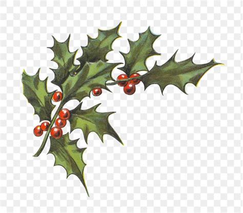 Download premium png of Festive holly leaves transparent png by nam ...