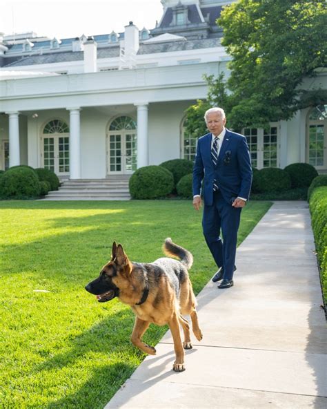 Jules Morgan 🧸 on Twitter: "RT @TheDemocrats: Commander Biden, reporting for duty 🐕‍ # ...