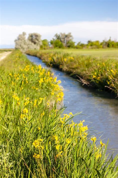 National Park Camargue, Provence, France Stock Image - Image of lagoons, france: 154432477