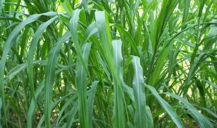 Green Fodder Production Information Guide | Agri Farming