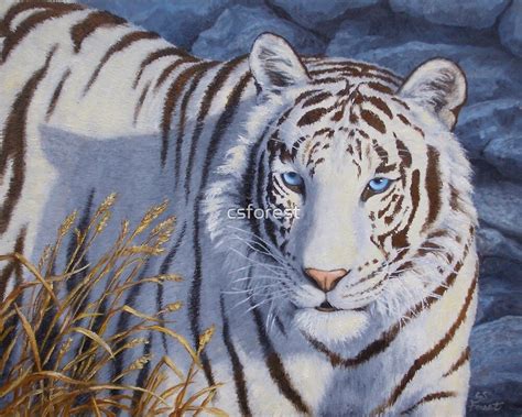 "White Tiger With Blue Eyes" by csforest | Redbubble