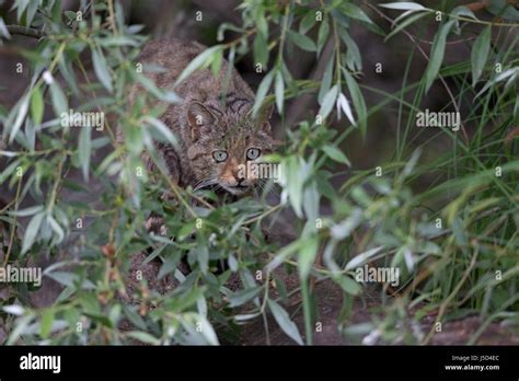 European Wild Cat Cats WildCat WildCats Stock Photo - Alamy