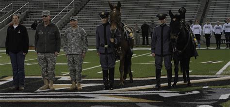 West Point's new Army Mule Mascots Ranger III, Stryker assume duties ...