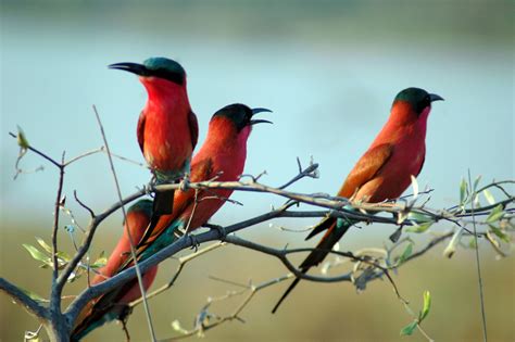 Carmine Bee eater, Zambezi River, Namibia Africa | Southern africa ...