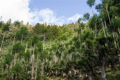 A Japanese Forestry Technique Prunes Upper Branches to Create a Tree Platform for More ...