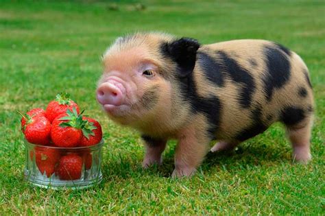 Gottingen miniature pig, photo, breed description