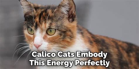 Calico Cat Symbolism, Meaning, and Totem | Explained (2022)