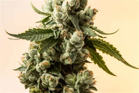 The Difference Between Sativas and Indicas - celluloidfuncelluloidfun