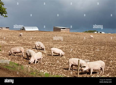 Rearing pigs hi-res stock photography and images - Alamy