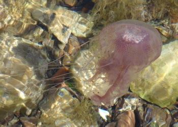 Mauve Stinger Jellyfish | Britishseafishing.co.uk